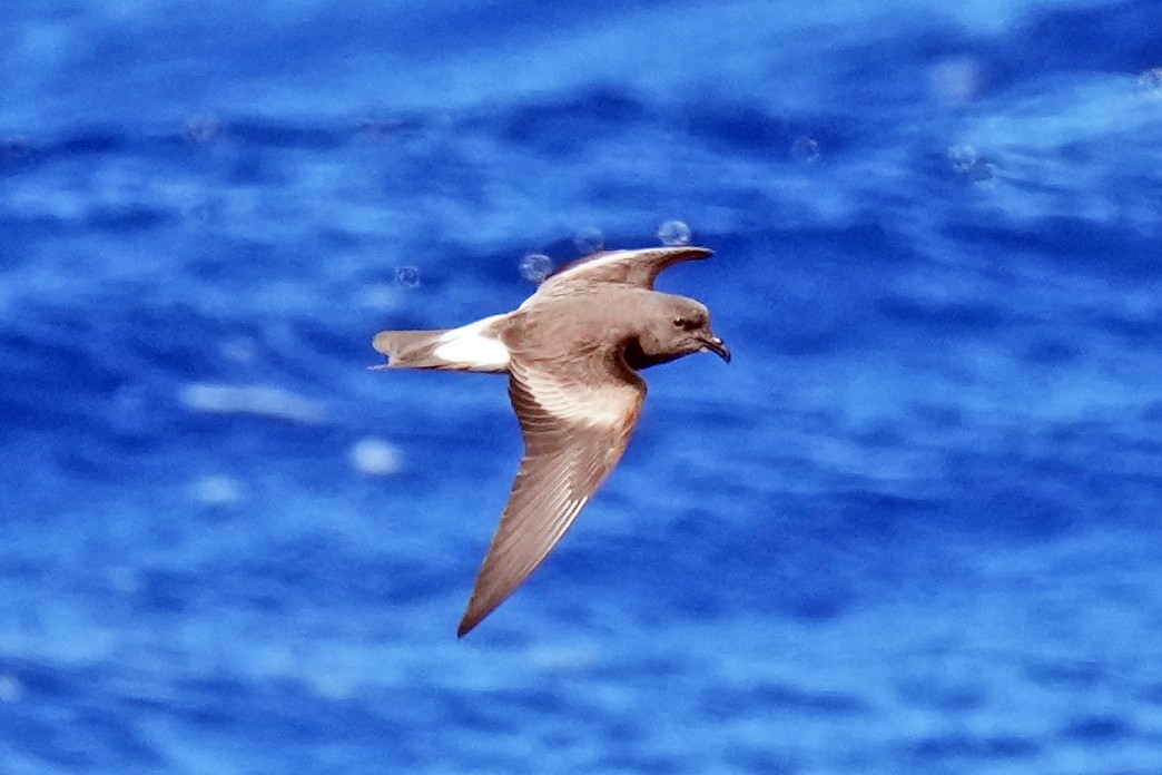 Leach's Storm-Petrel - ML617425071