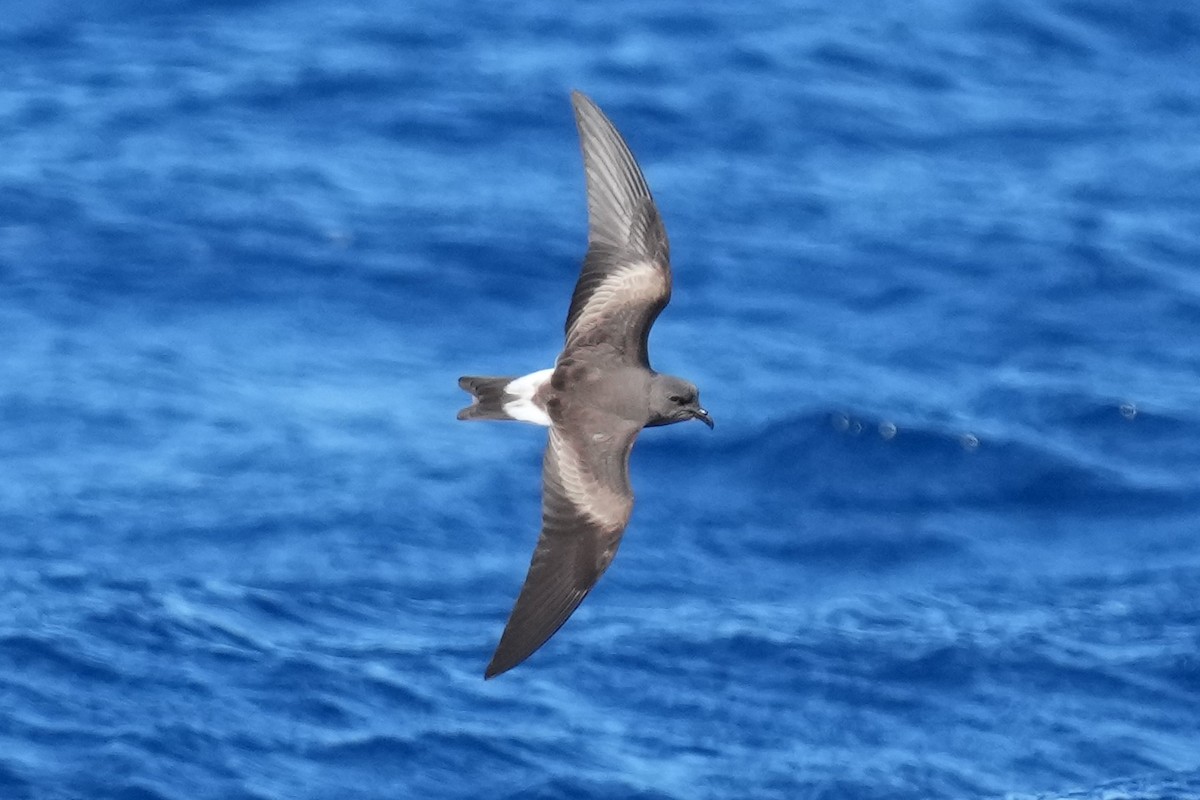 Leach's Storm-Petrel - ML617425072