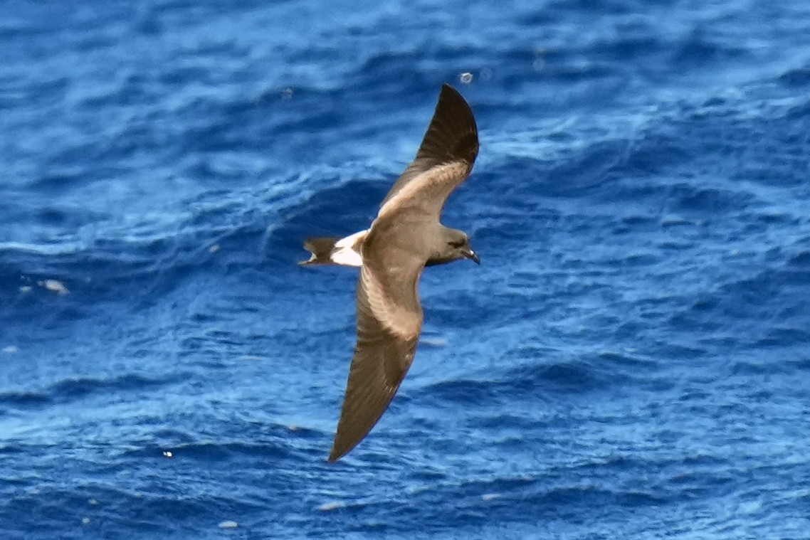 Leach's Storm-Petrel - ML617425075