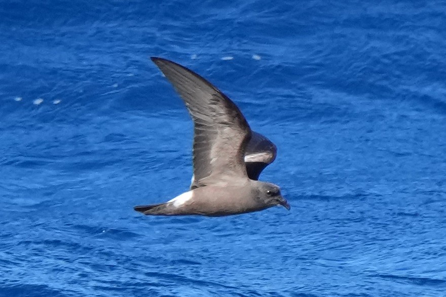 Leach's Storm-Petrel - ML617425076