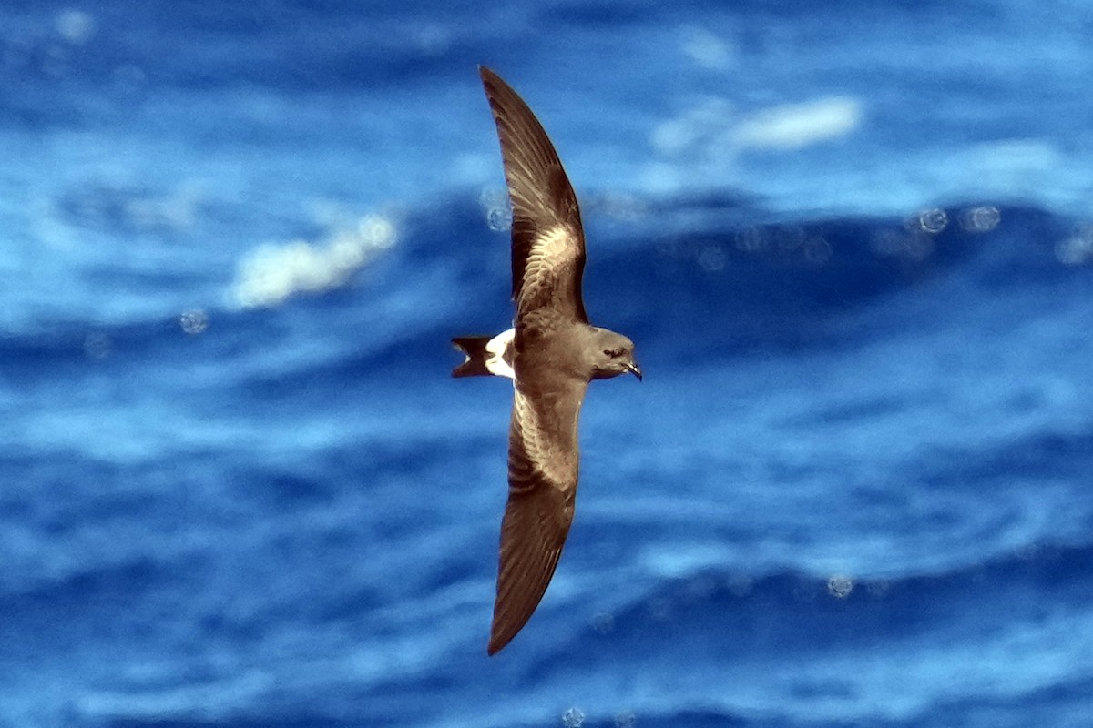 Leach's Storm-Petrel - ML617425078