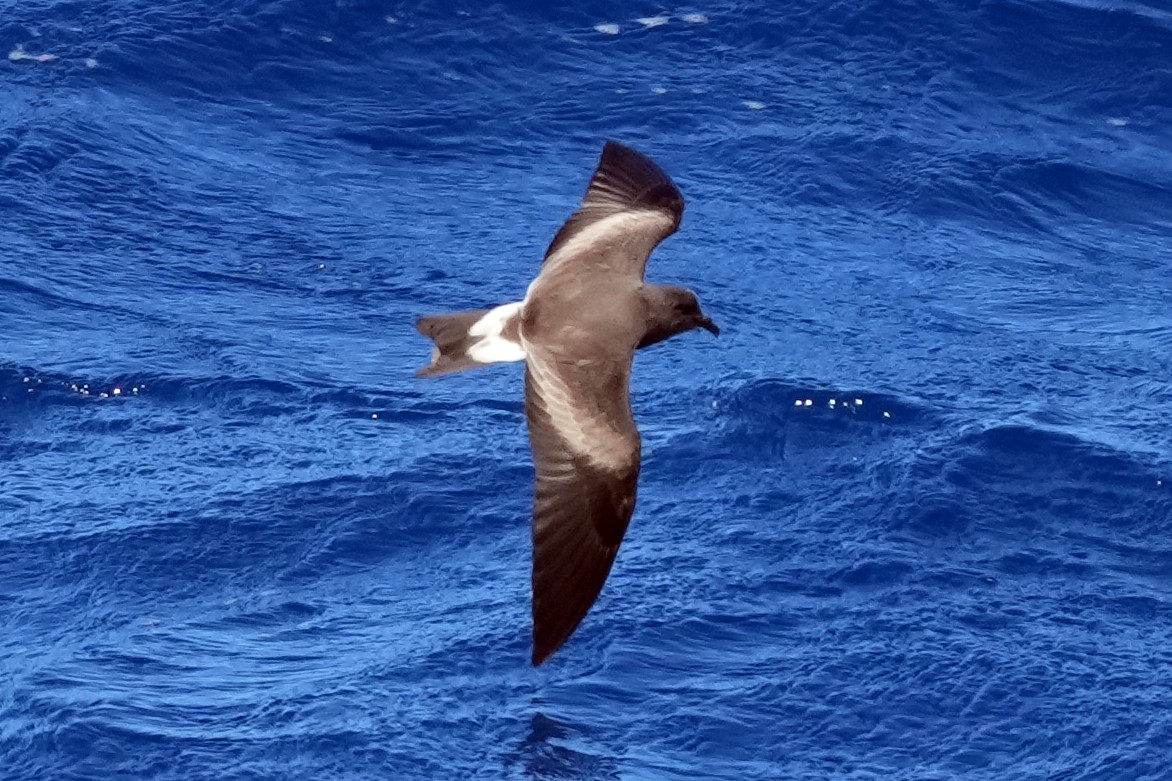 Leach's Storm-Petrel - ML617425080