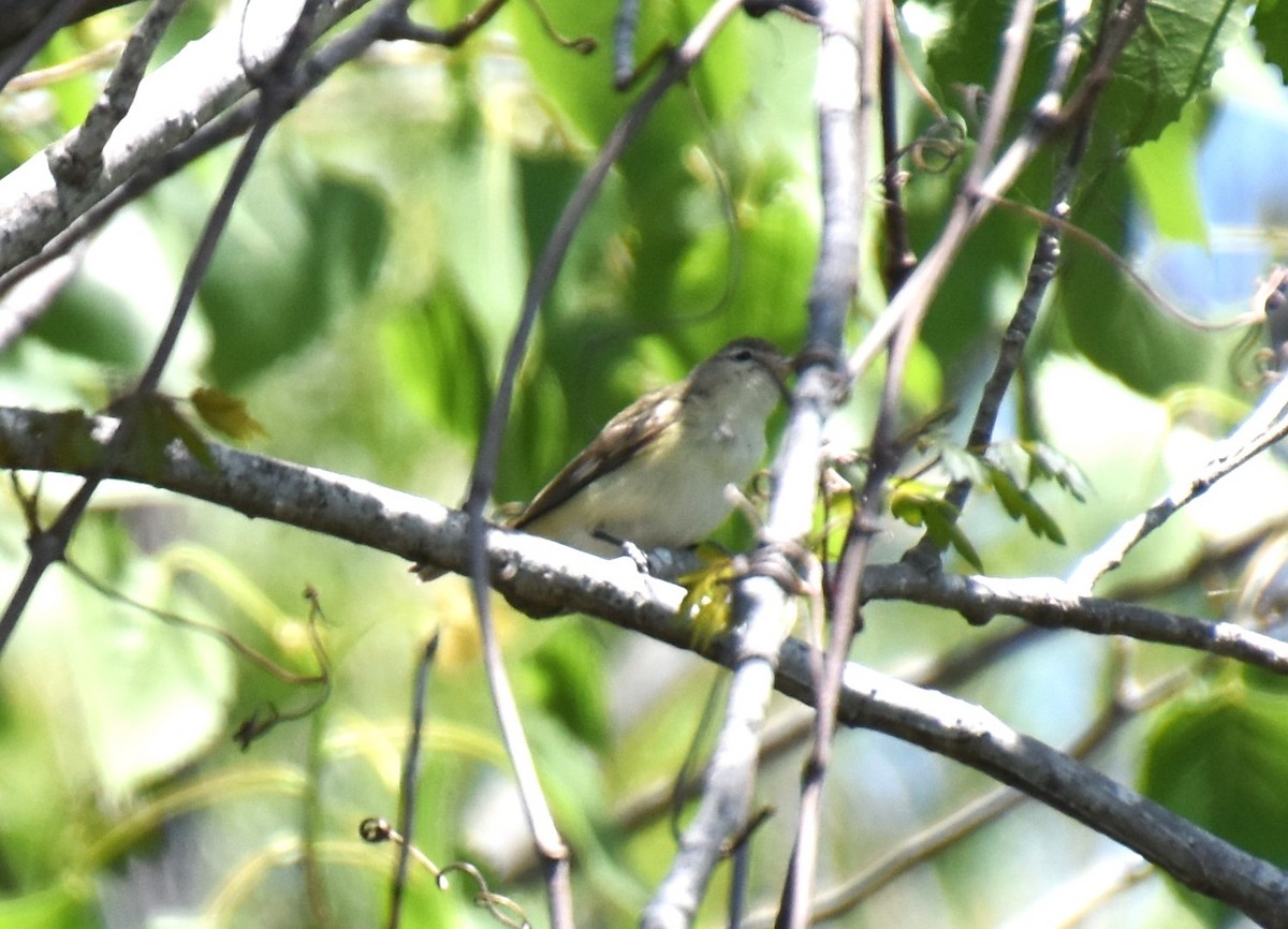 Warbling Vireo - ML617425084