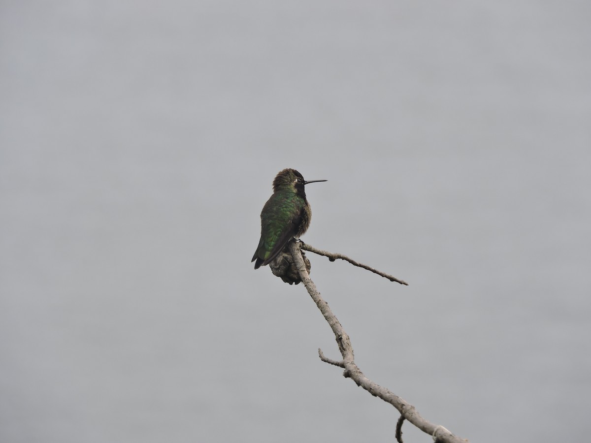 Anna's Hummingbird - ML617425118