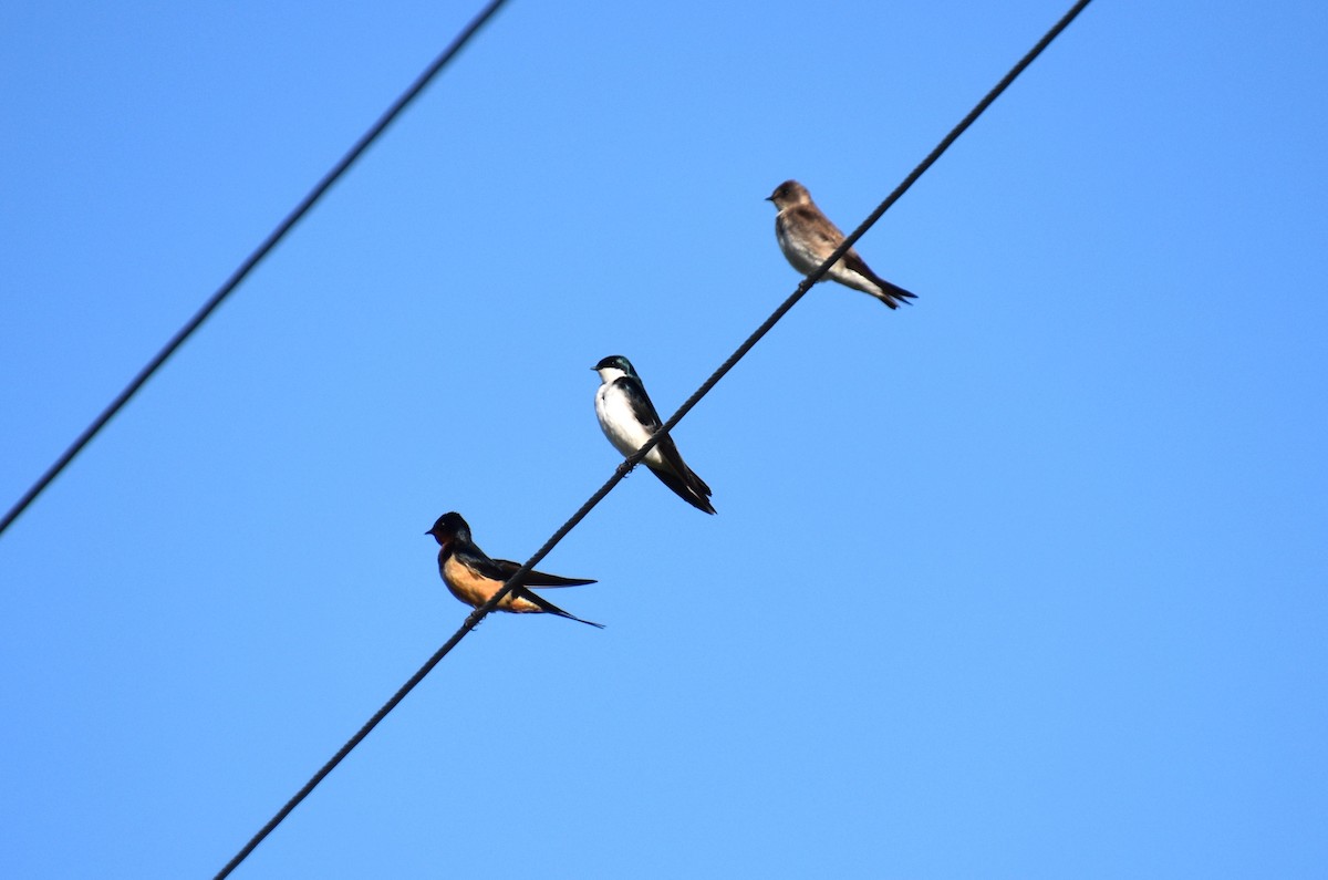 Tree Swallow - Duncan  Fraser