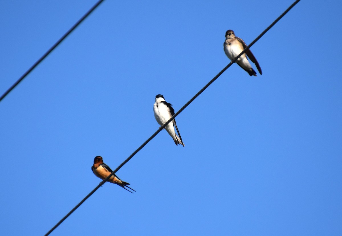 Northern Rough-winged Swallow - Duncan  Fraser