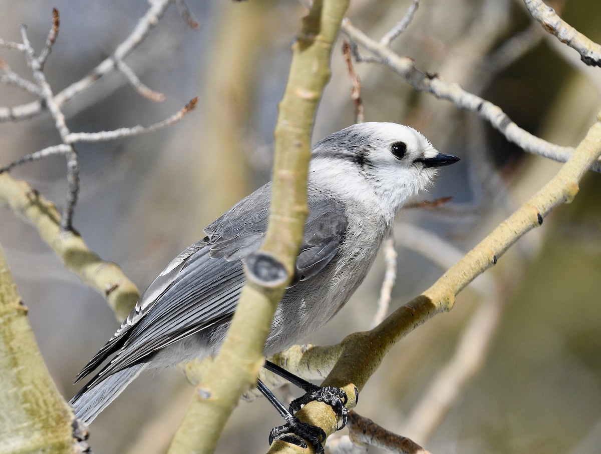 Canada Jay - Win Ahrens