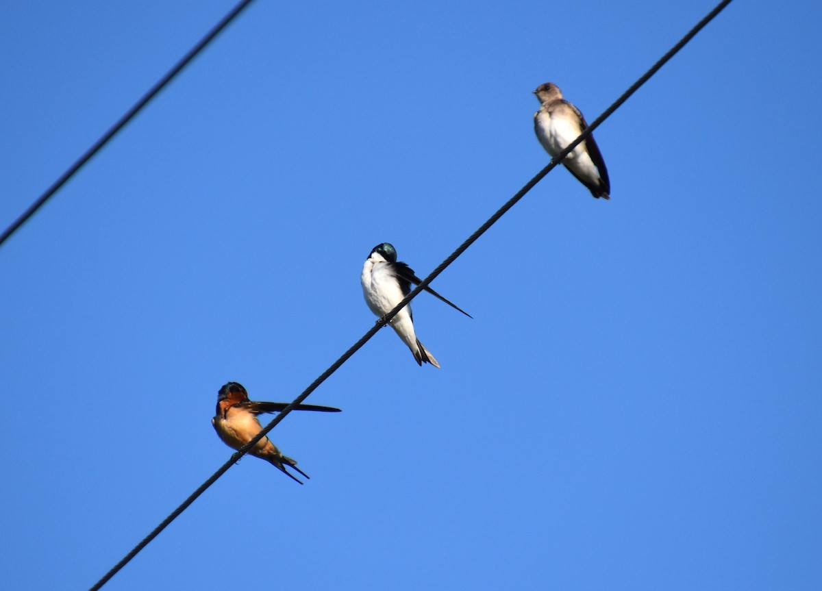 Barn Swallow - Duncan  Fraser