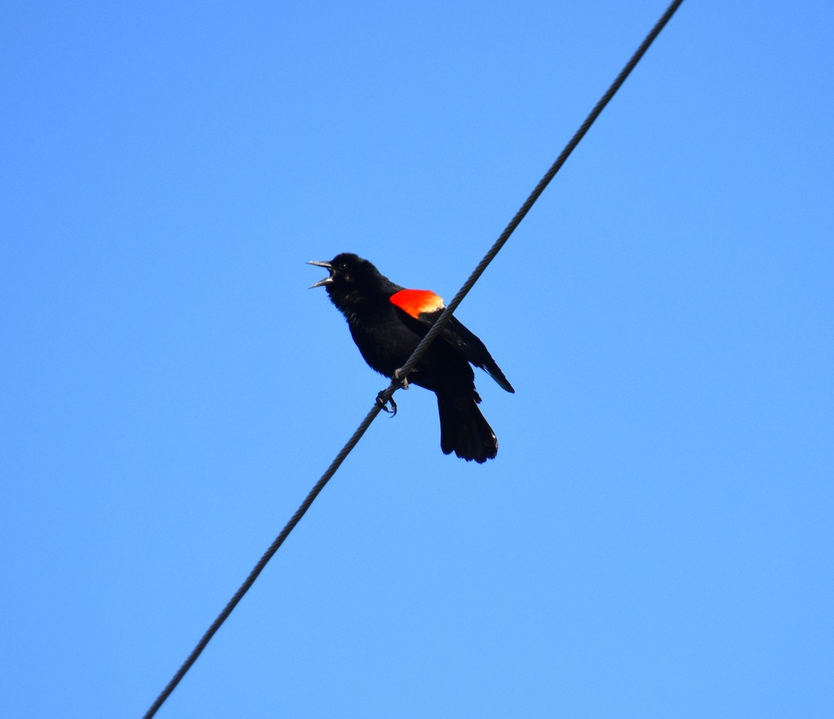 Red-winged Blackbird - Duncan  Fraser