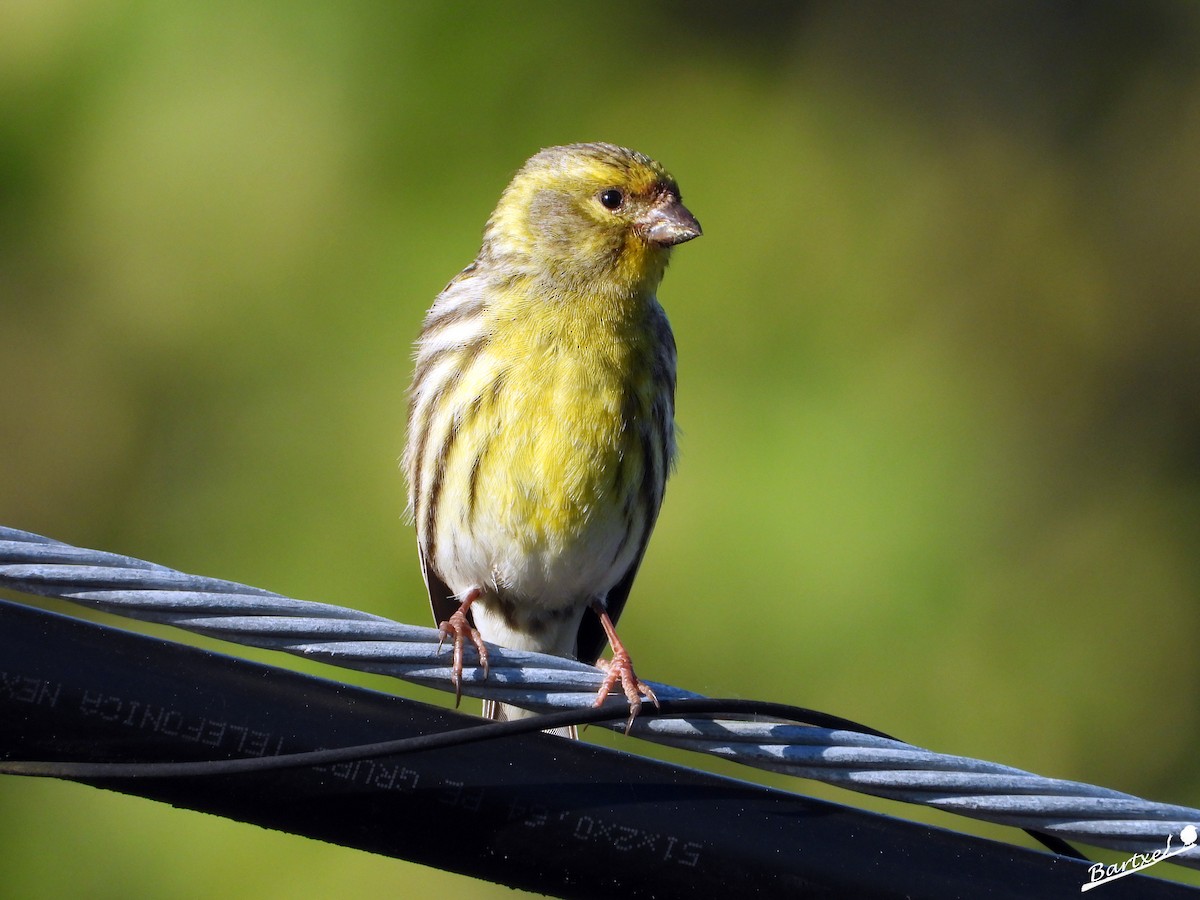 European Serin - J. Alfonso Diéguez Millán 👀