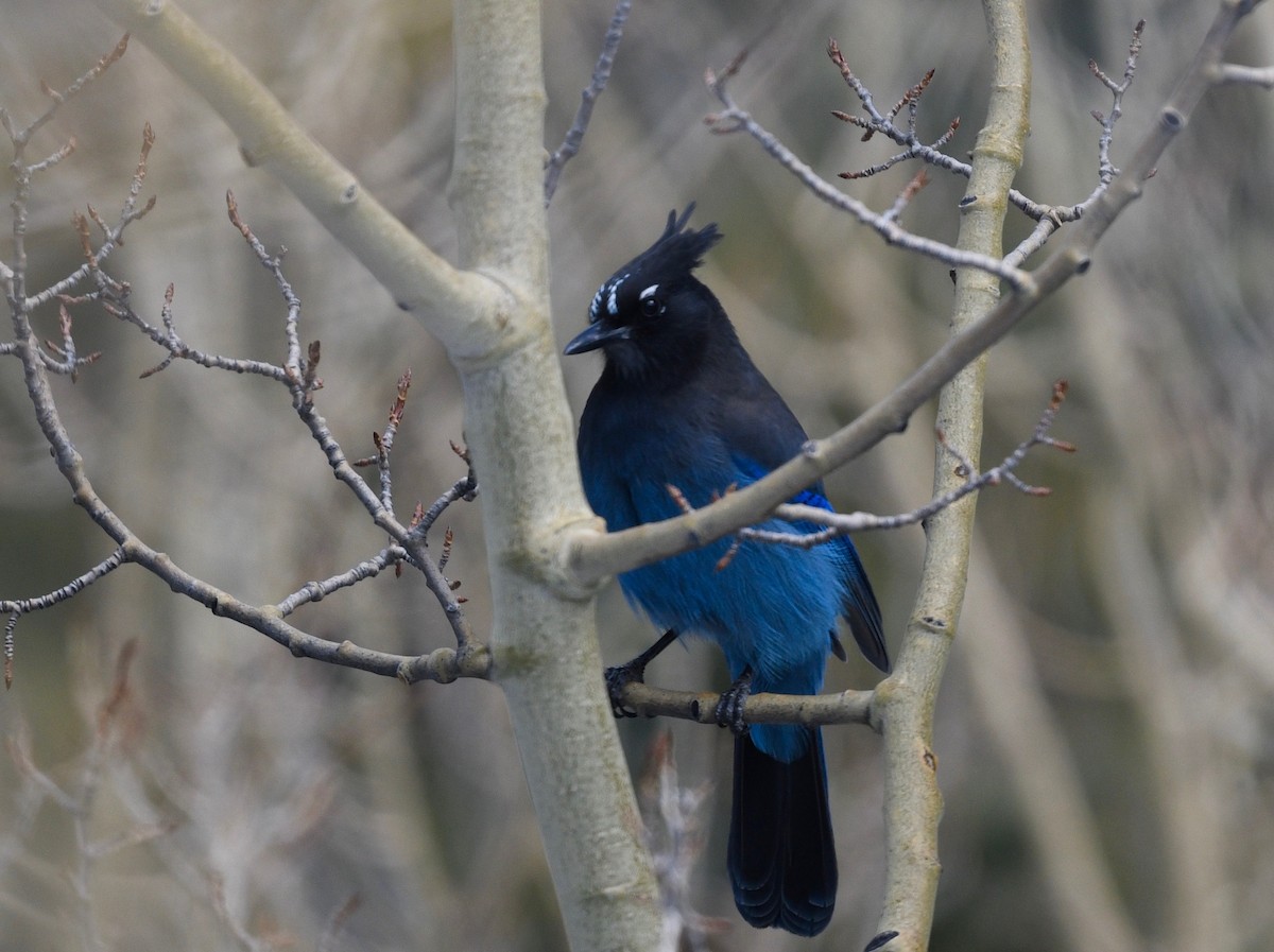 Steller's Jay - Win Ahrens