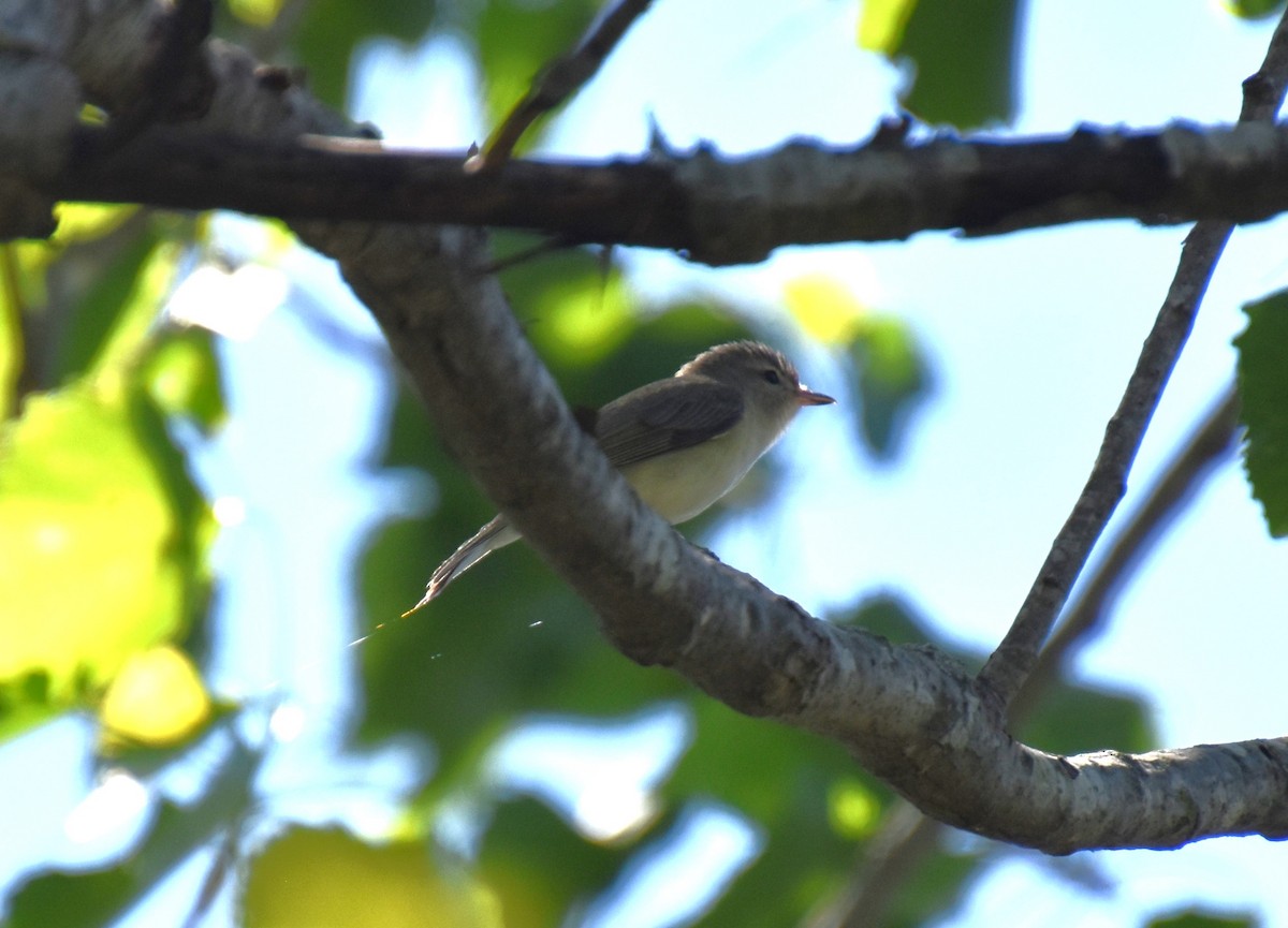 Warbling Vireo - ML617425199