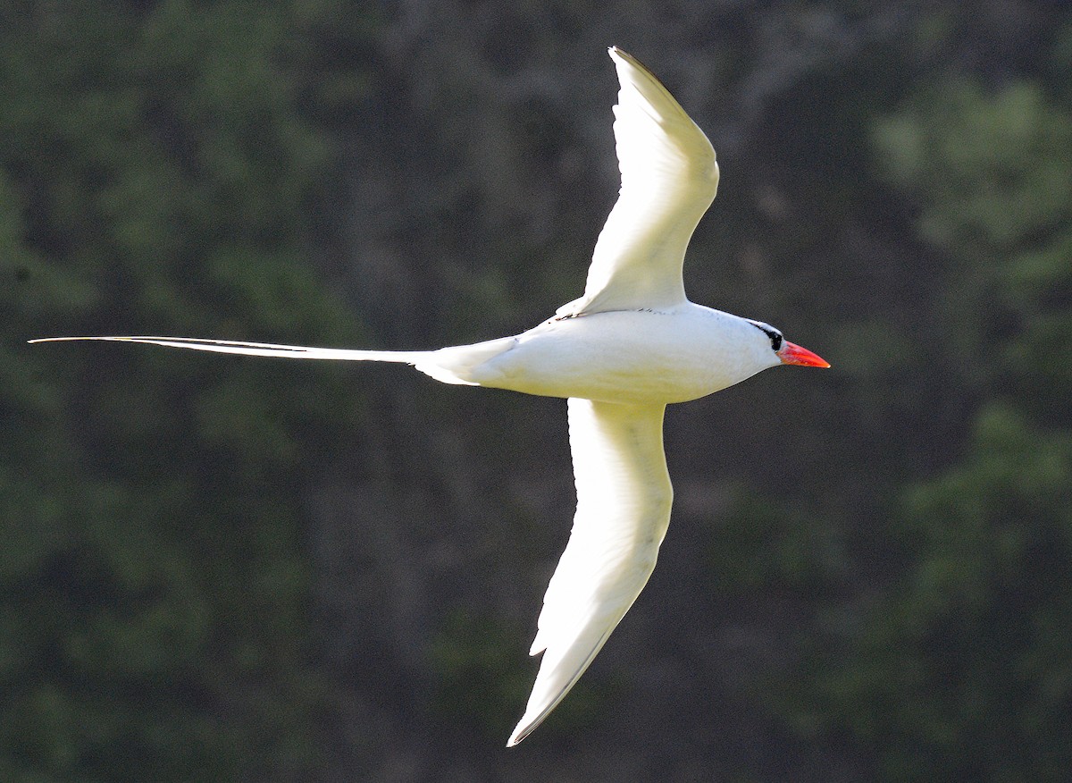 Red-billed Tropicbird - ML617425215