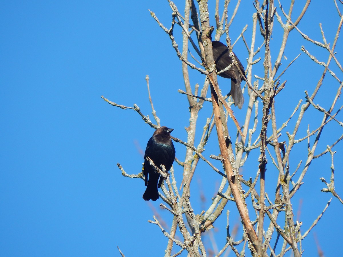 Brown-headed Cowbird - ML617425235