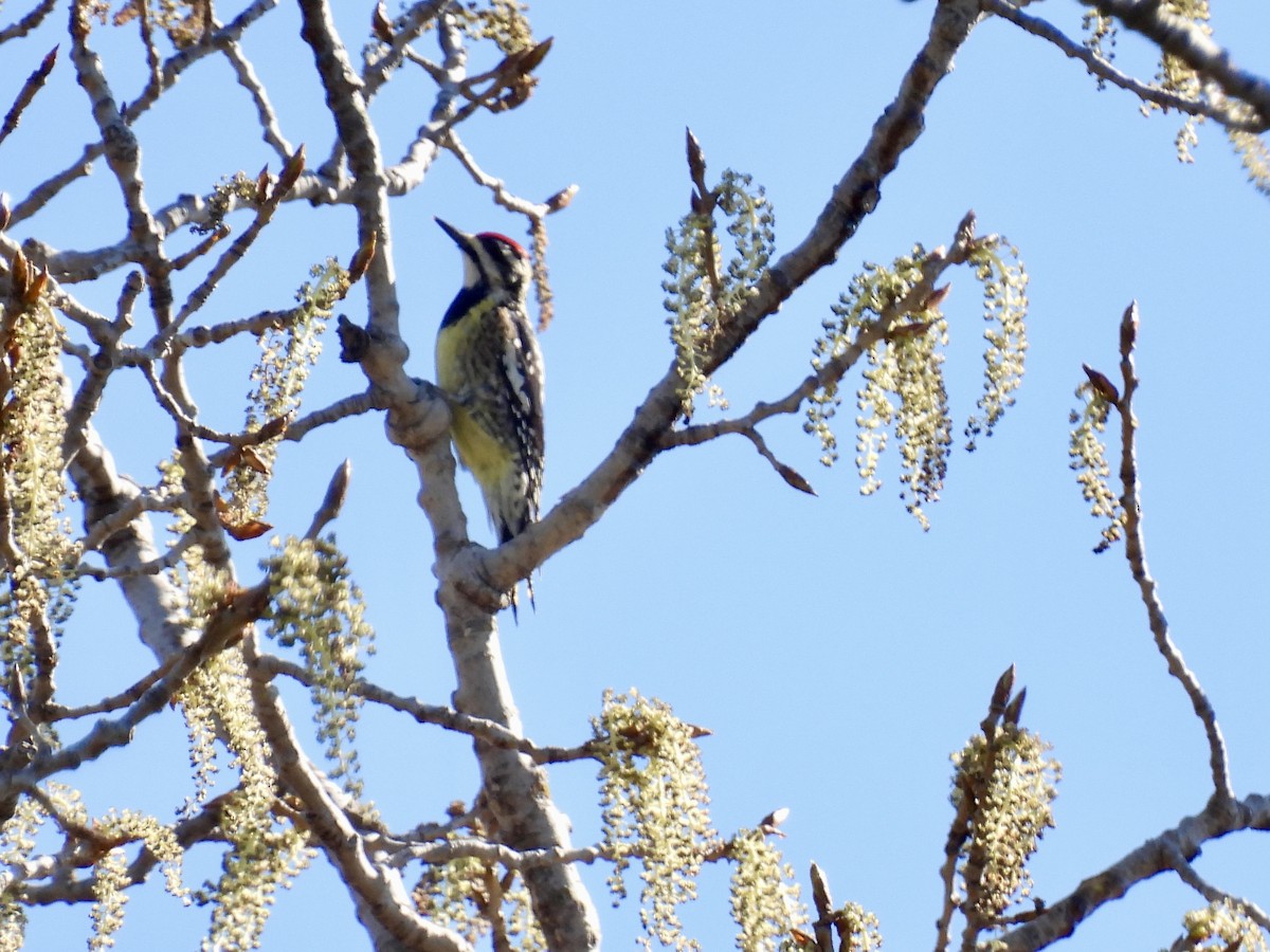 Yellow-bellied Sapsucker - ML617425299