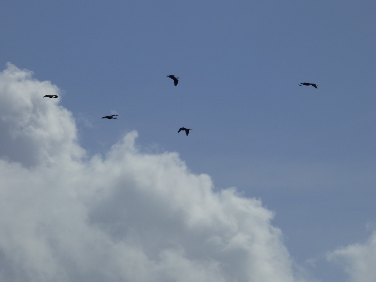ibis hnědý - ML61742531