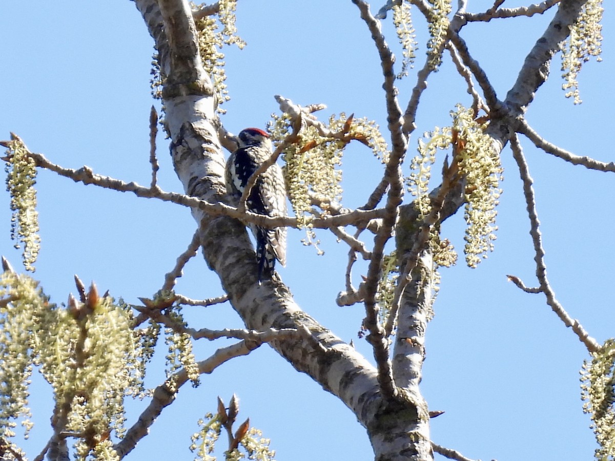Yellow-bellied Sapsucker - ML617425335