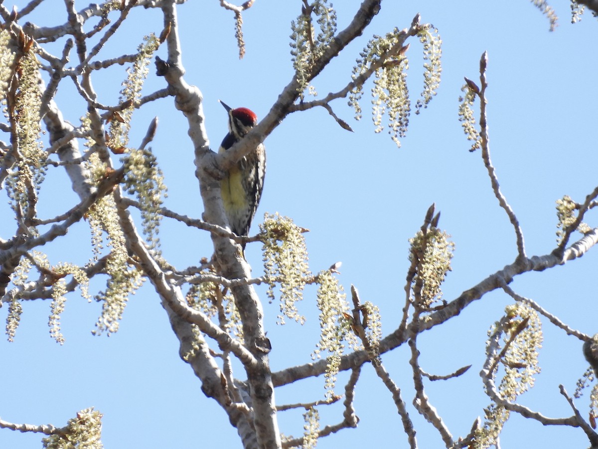 Yellow-bellied Sapsucker - ML617425336