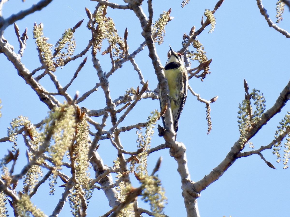 Yellow-bellied Sapsucker - ML617425337