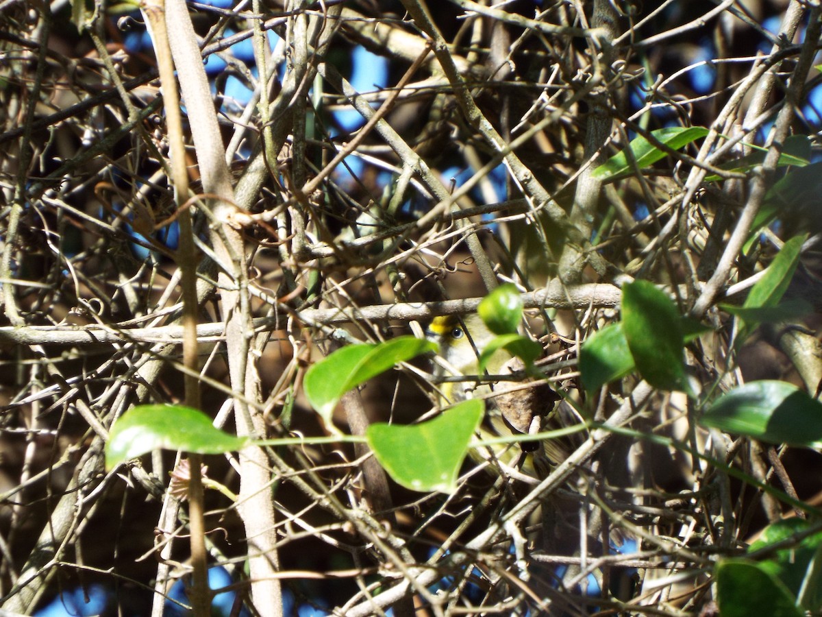 White-eyed Vireo - ML617425374