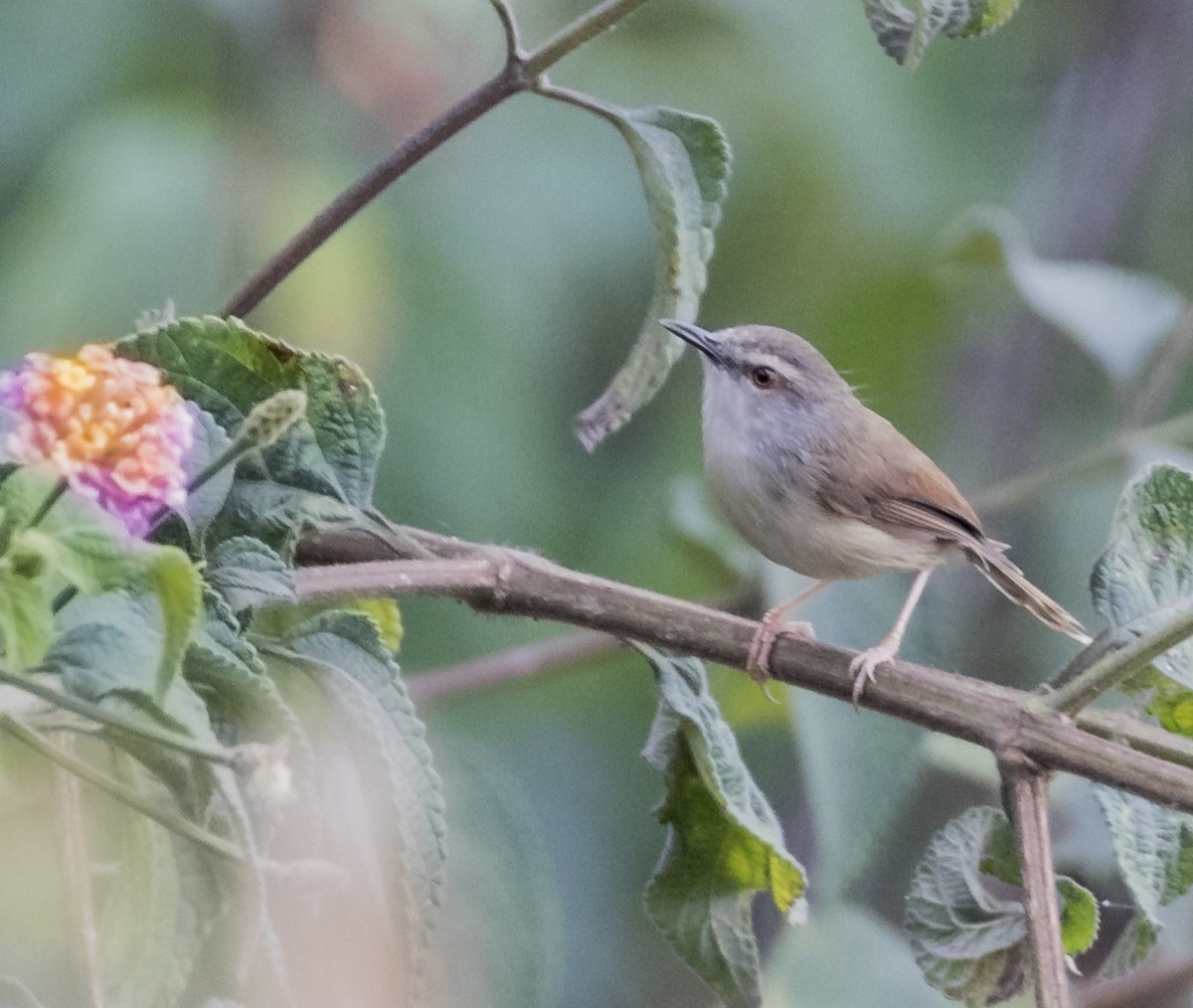 brunryggprinia - ML617425379