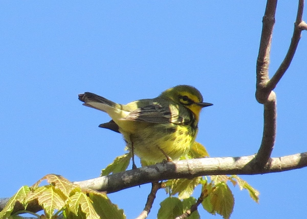 Prairie Warbler - ML617425427