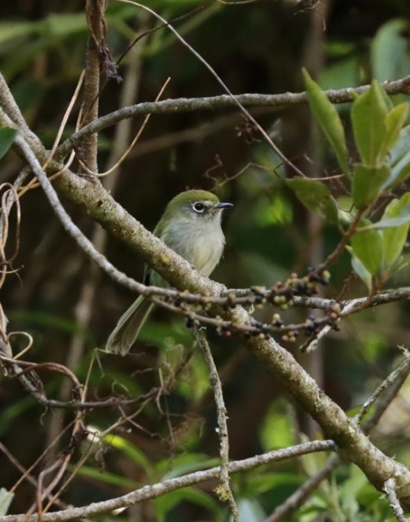 Serra do Mar Bristle-Tyrant - ML617425439