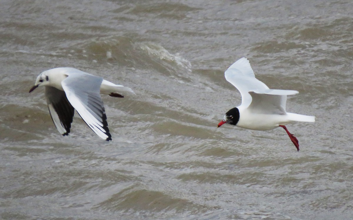 Mouette rieuse - ML617425454