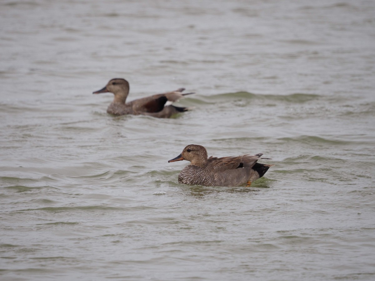 Canard chipeau - ML617425495