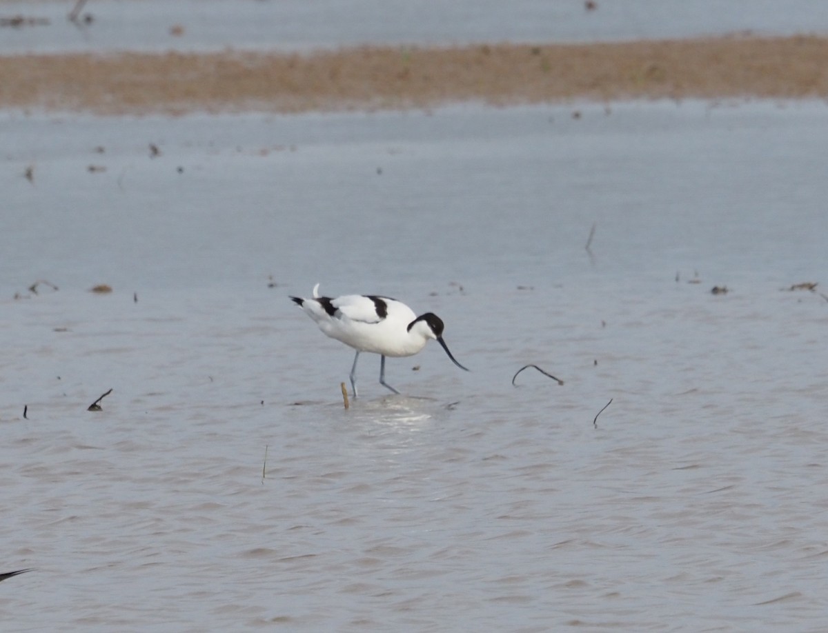 Avocette élégante - ML617425504