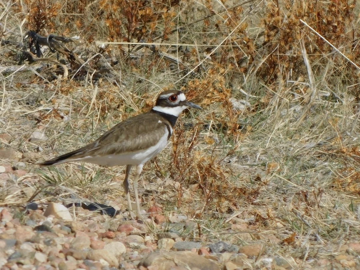 Killdeer - ML617425509