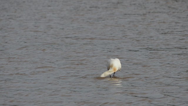 Eurasian Spoonbill - ML617425527