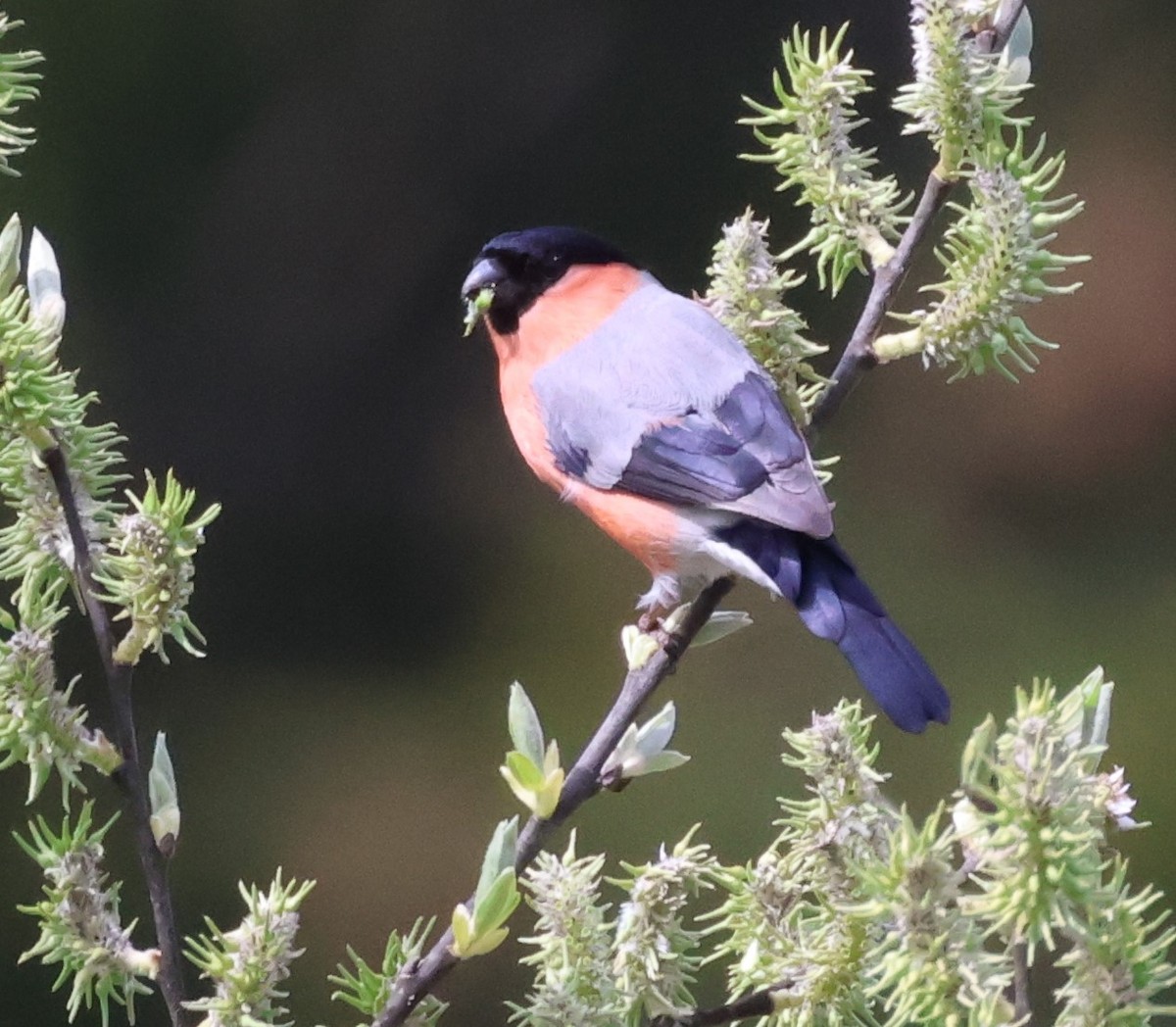Eurasian Bullfinch - ML617425536