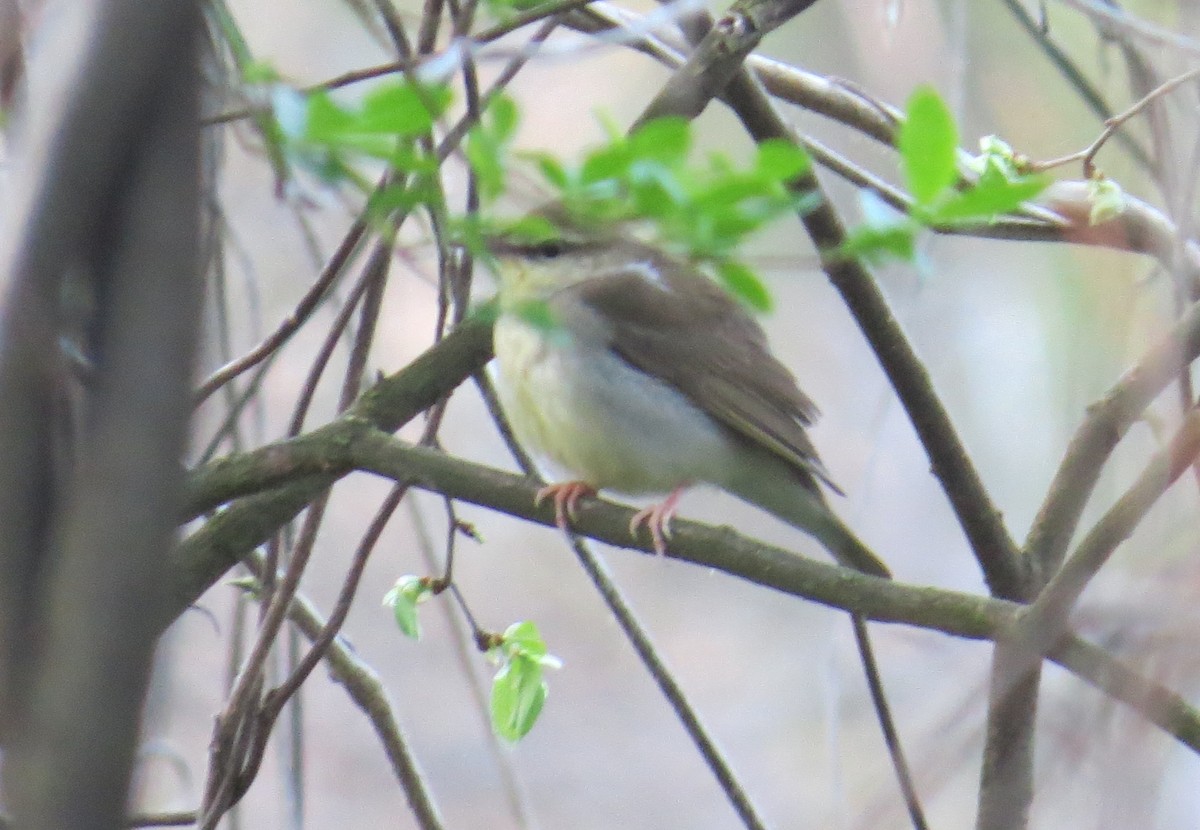 Swainson's Warbler - ML617425540