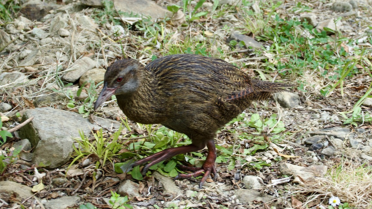 Weka - Jan Ekkers