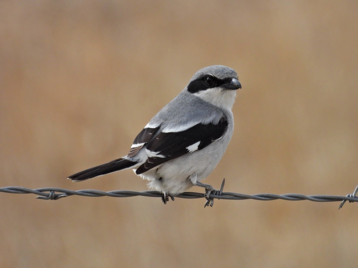 Loggerhead Shrike - ML617425565