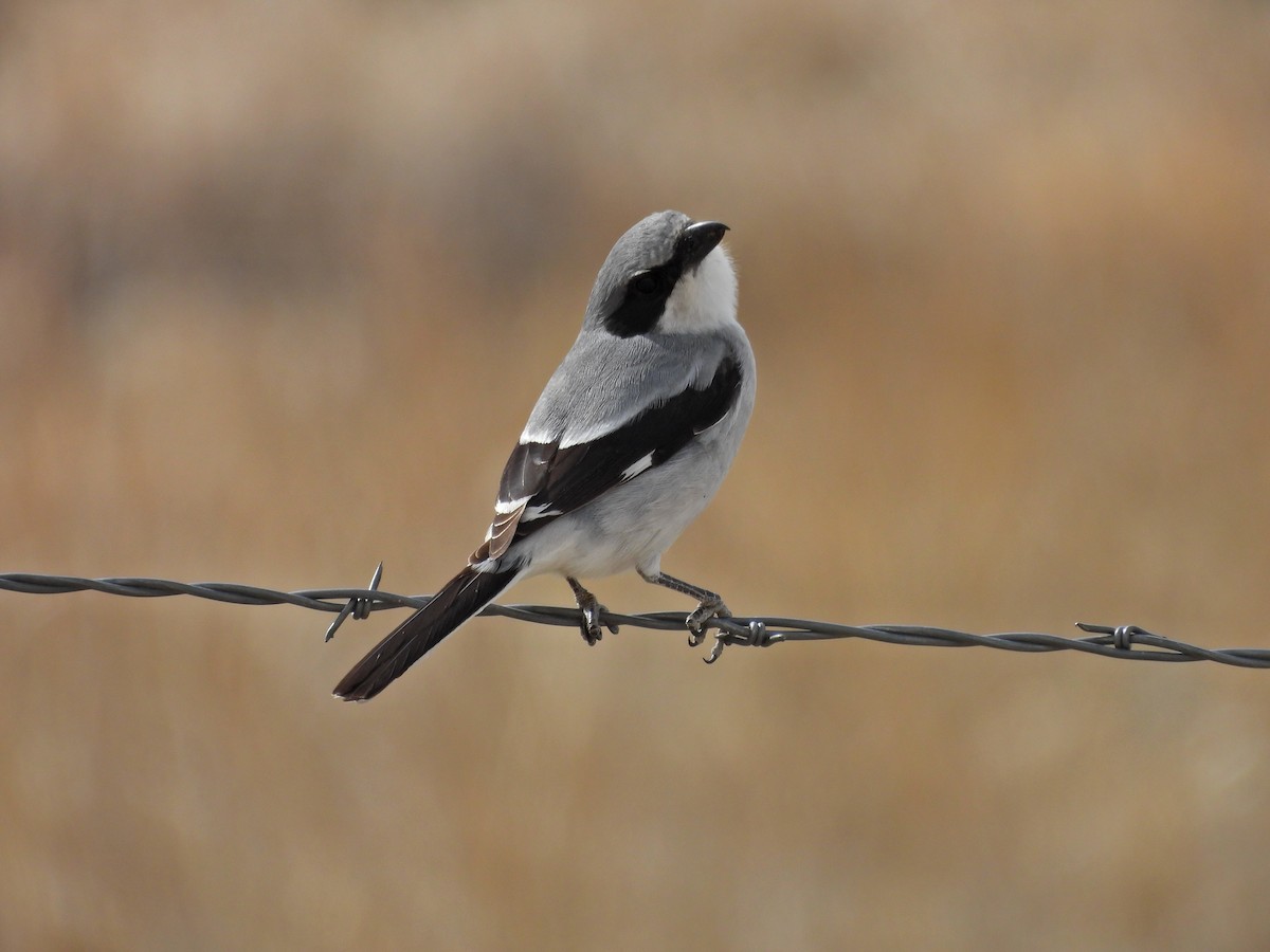 Loggerhead Shrike - ML617425575