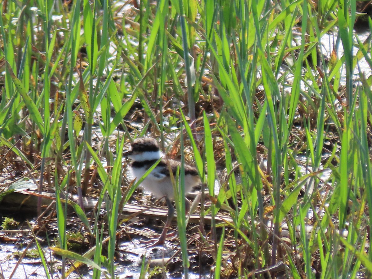 Killdeer - ML617425592