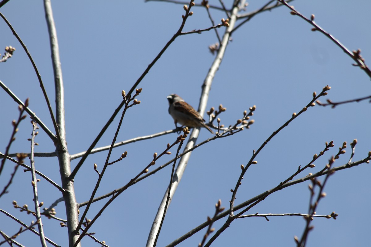 House Sparrow - ML617425636