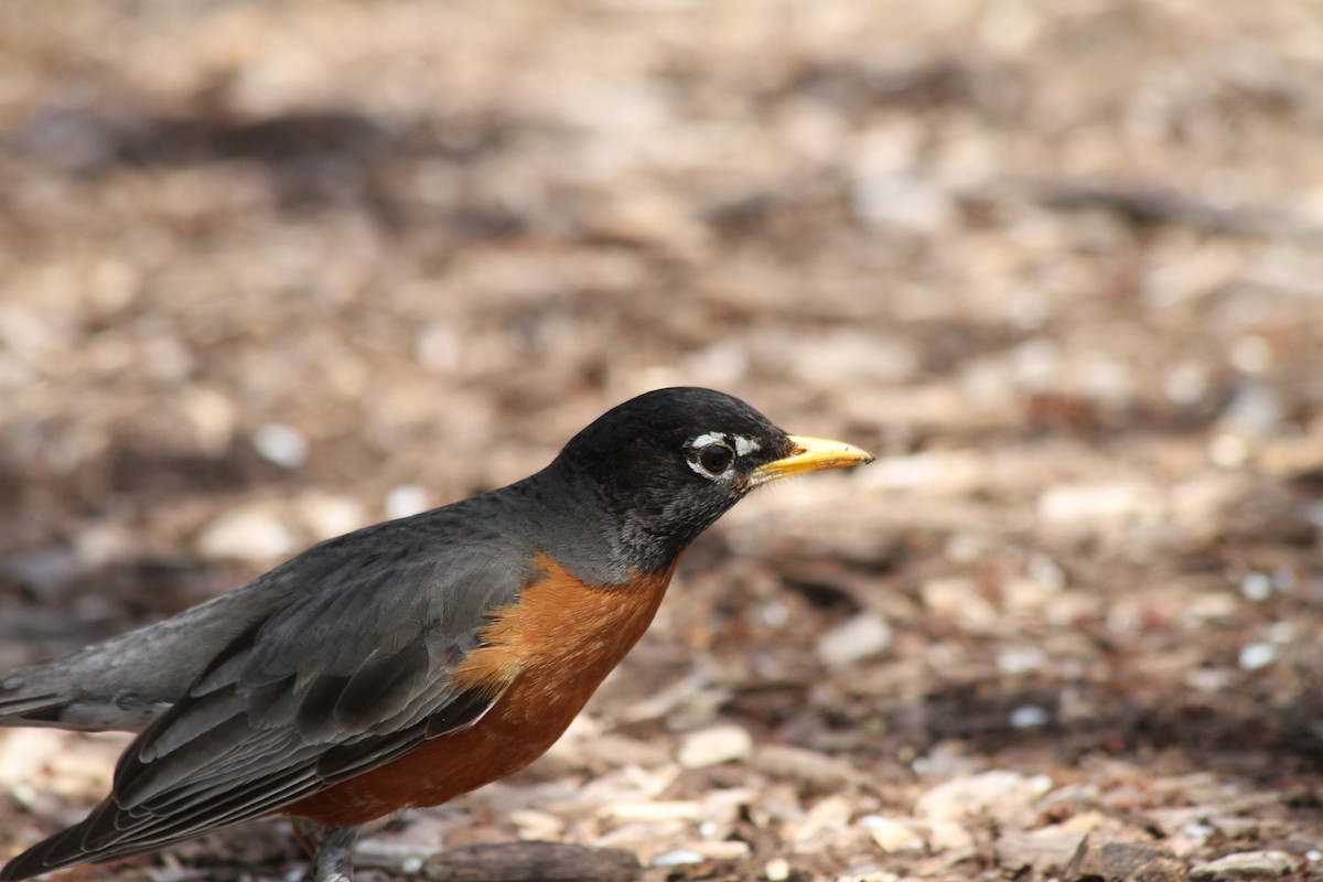 American Robin - ML617425638