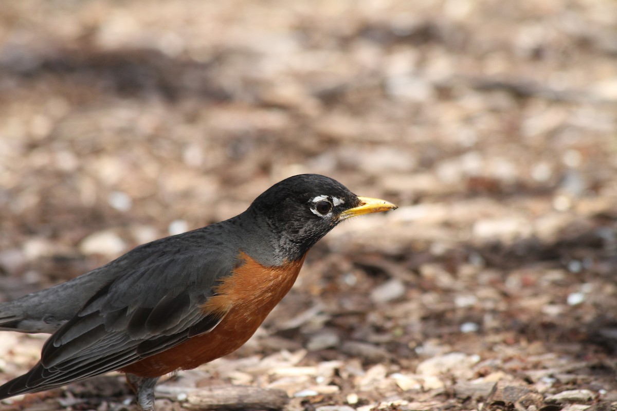 American Robin - ML617425639