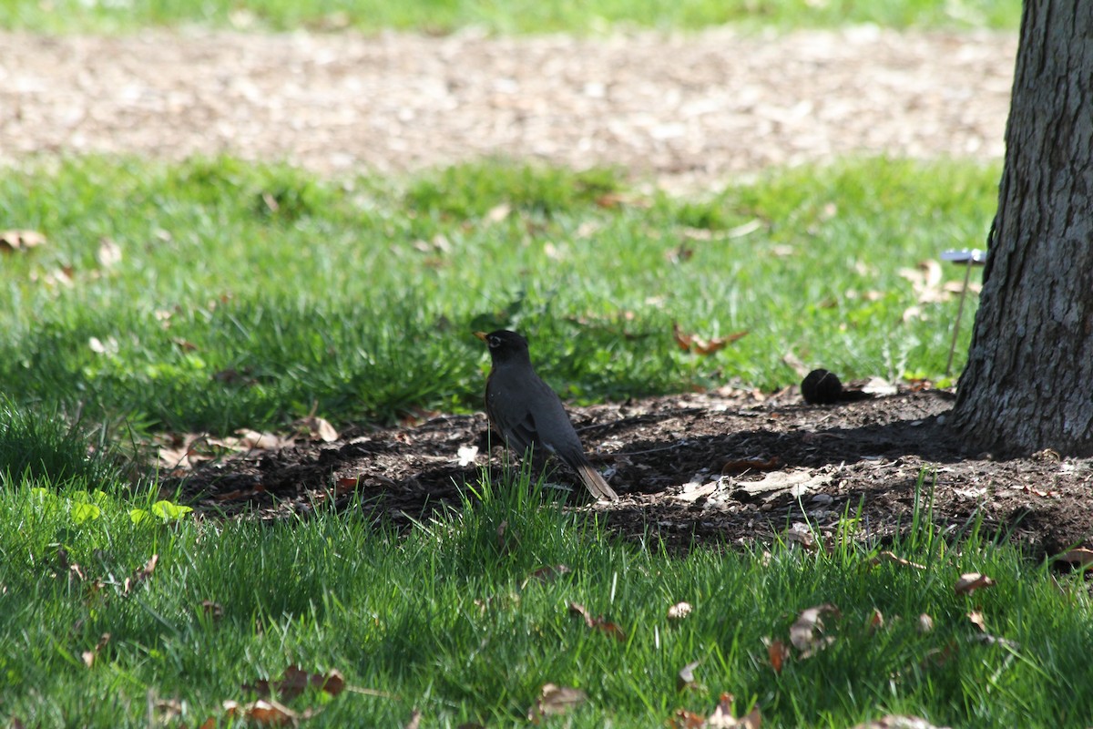 American Robin - ML617425641