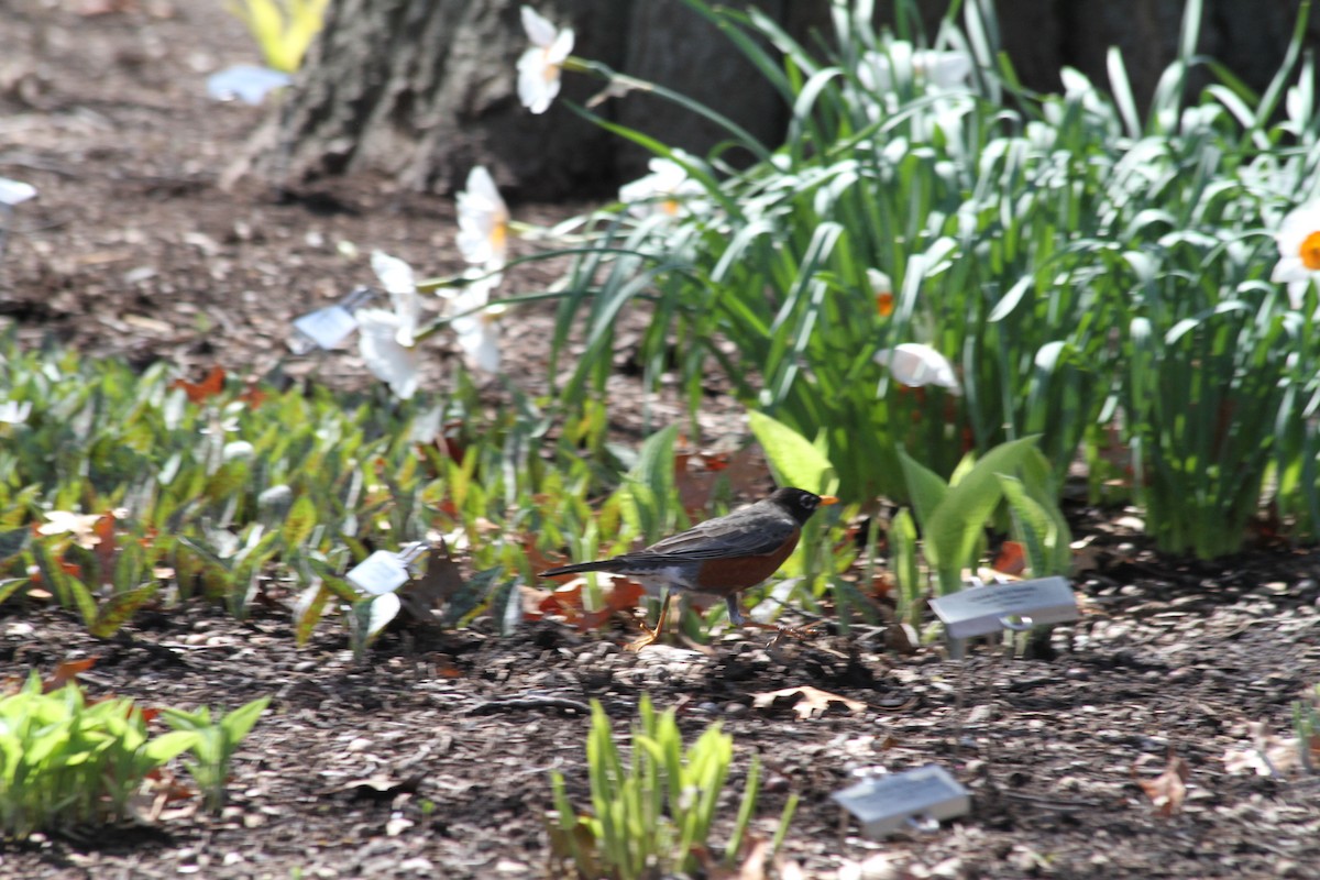 American Robin - ML617425642