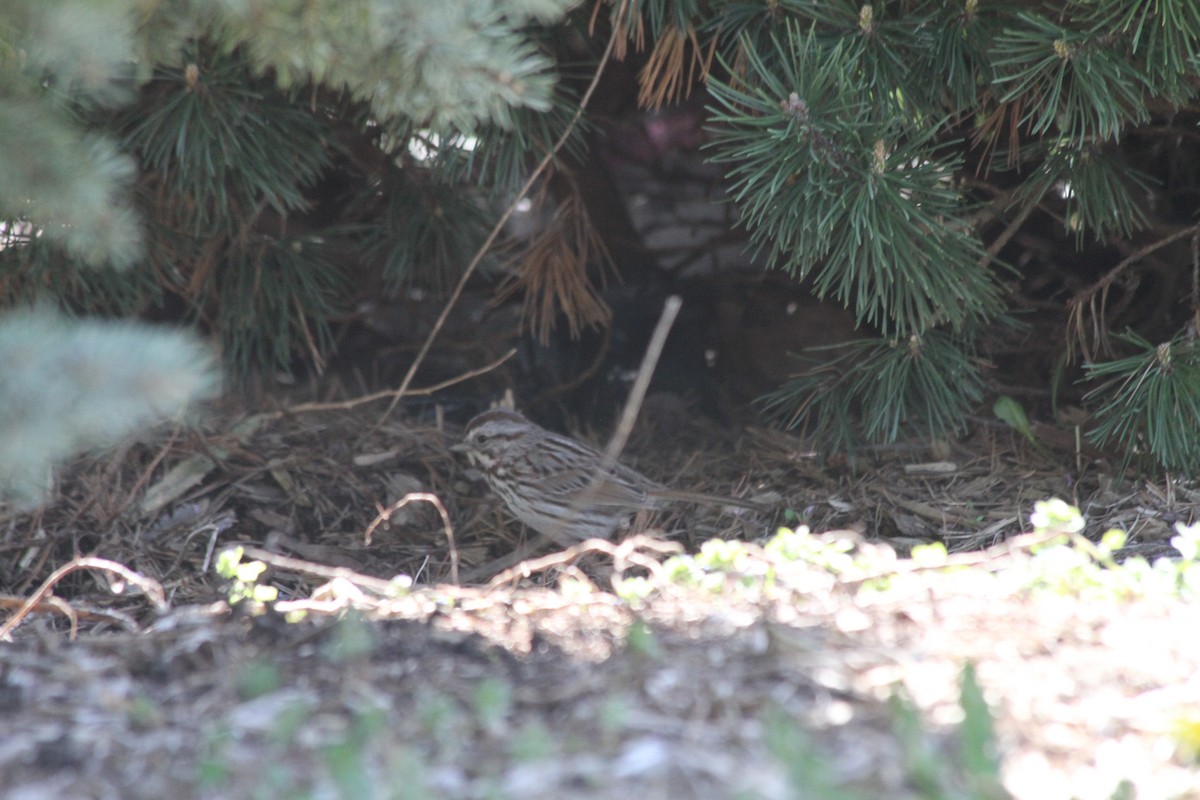 Song Sparrow - ML617425644