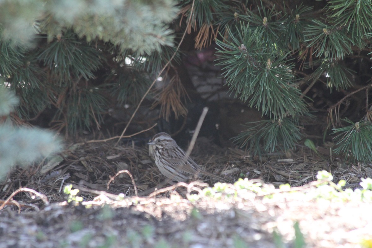 Song Sparrow - ML617425645