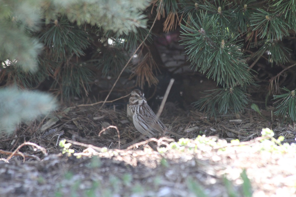 Song Sparrow - ML617425648