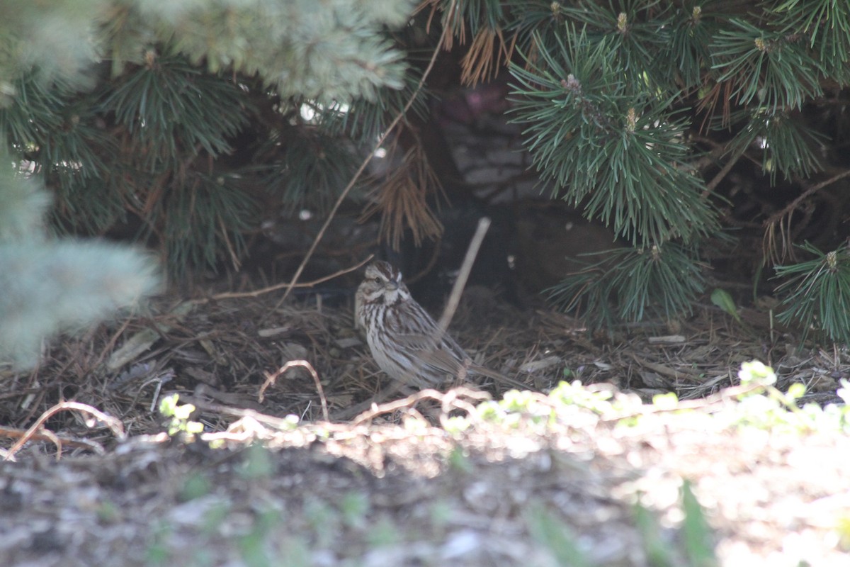 Song Sparrow - ML617425649