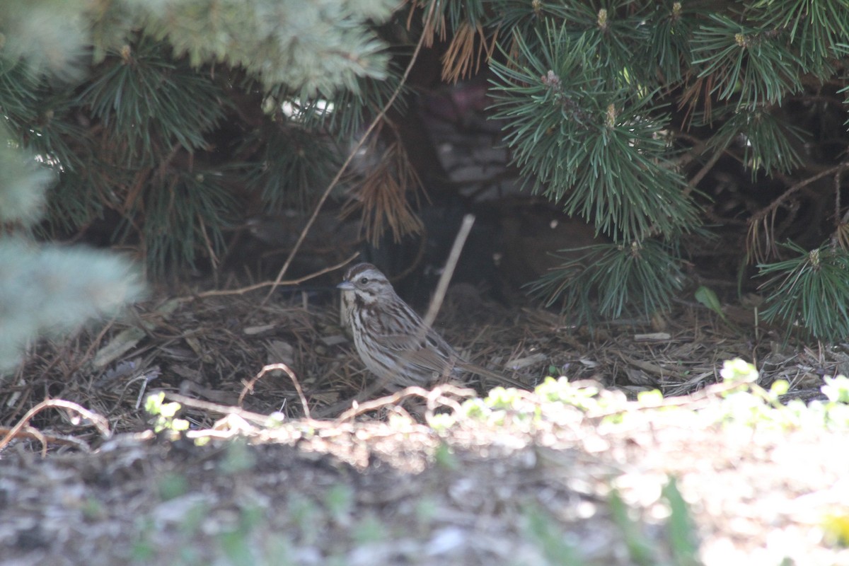 Song Sparrow - ML617425650