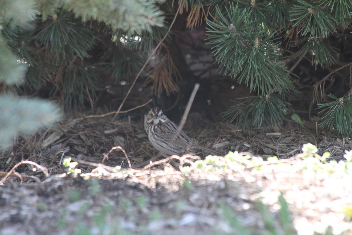 Song Sparrow - ML617425651