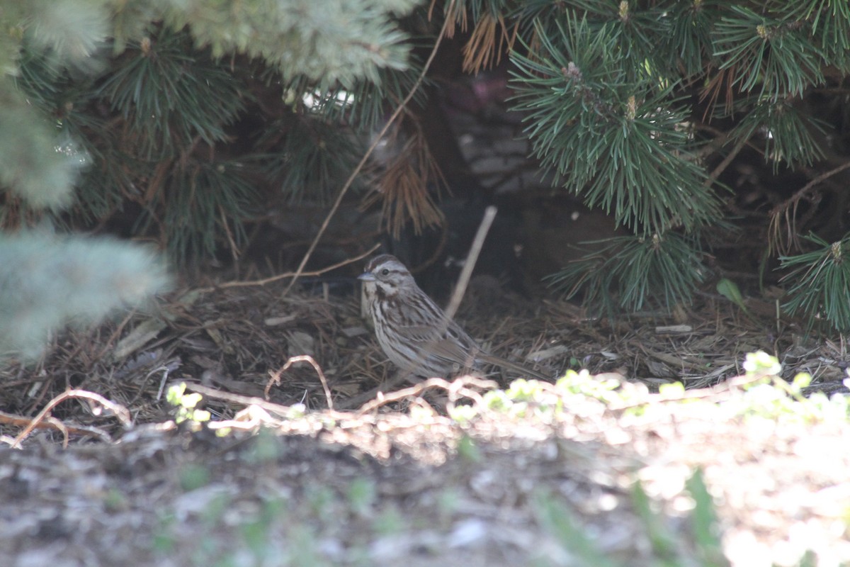 Song Sparrow - ML617425652